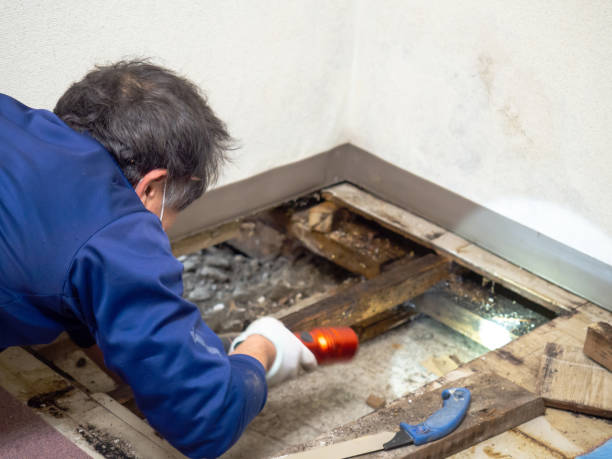 Trusted Olathe, KS Mold Removal Experts