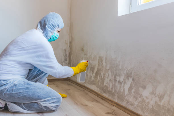 Best Attic Mold Removal  in Olathe, KS