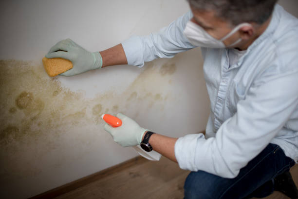 Best Home Mold Removal  in Olathe, KS