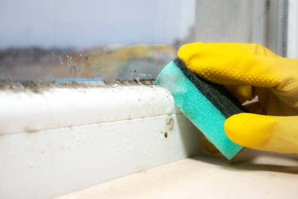 Best Mold Remediation  in Olathe, KS