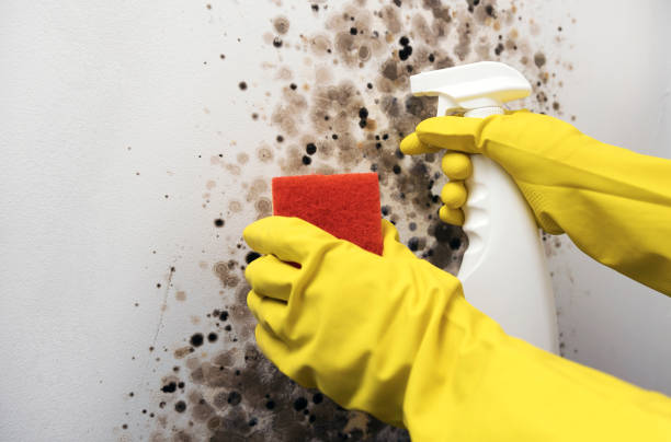 Mold Removal and Inspection in Olathe, KS