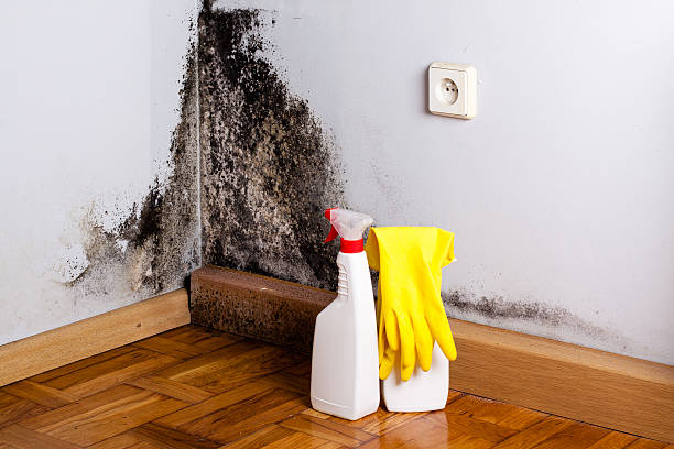 Best Commercial Mold Removal  in Olathe, KS