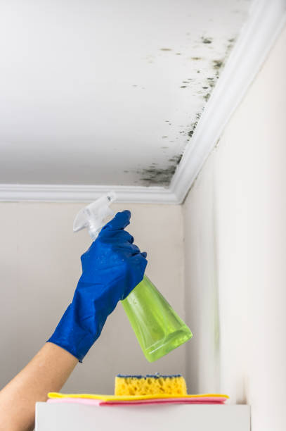 Best Mold Damage Repair  in Olathe, KS